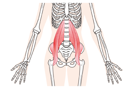腸腰筋
