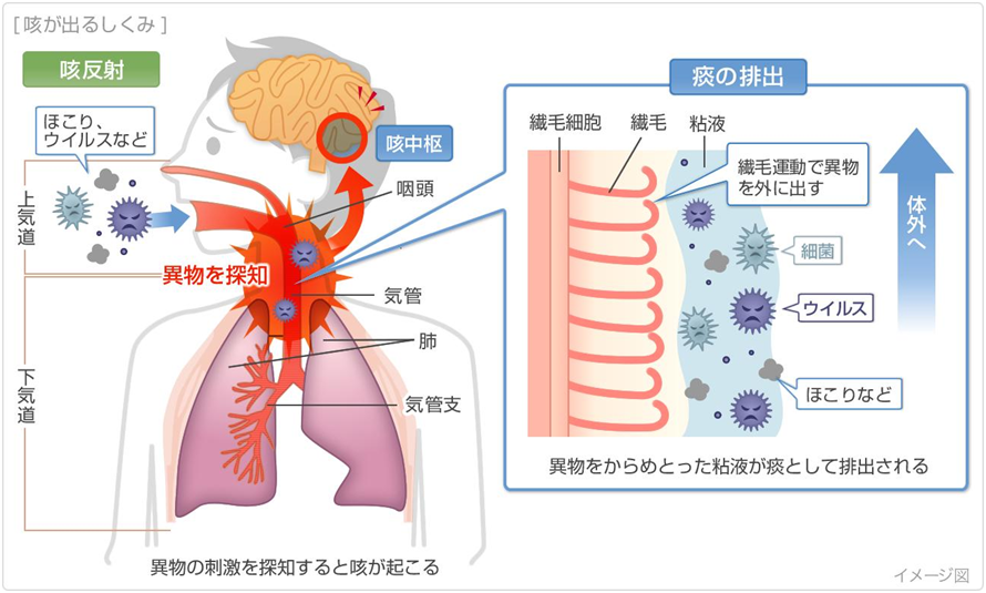 乳児の細気管支炎と乳児肺炎の違い