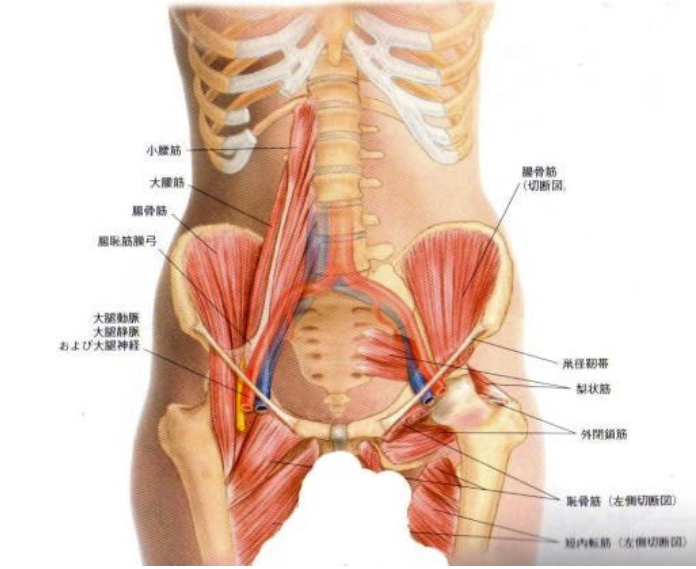 股関節痛 整体 鍼灸なら実績と信頼の メディカルジャパン立川