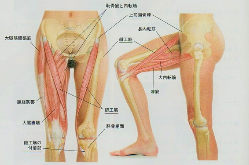 股関節痛 整体 鍼灸なら実績と信頼の メディカルジャパン立川