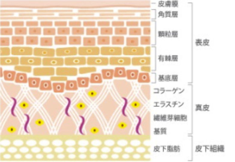 美容鍼 整体 鍼灸なら実績と信頼の メディカルジャパン立川