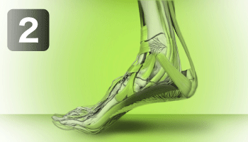 足の骨模型