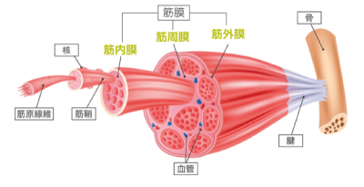 筋膜構造