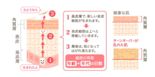 美容コラム】ターンオーバーの仕組みを知って正しいスキンケアをしよう 