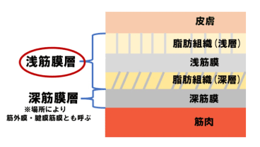 浅層筋