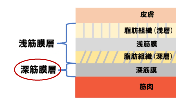 深層筋