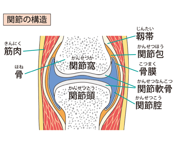 関節の構造