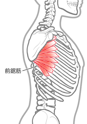 前鋸筋