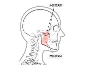咀嚼筋