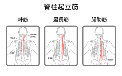 脊柱起立筋の位置と構造