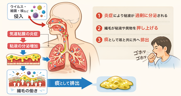風邪によって痰が出る仕組みの図解
