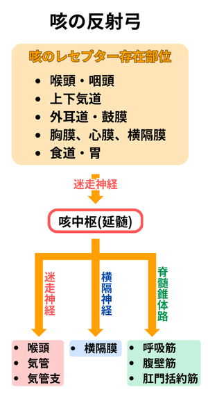 咳の反射弓